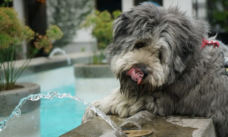 احتياجات الكلب من الماء