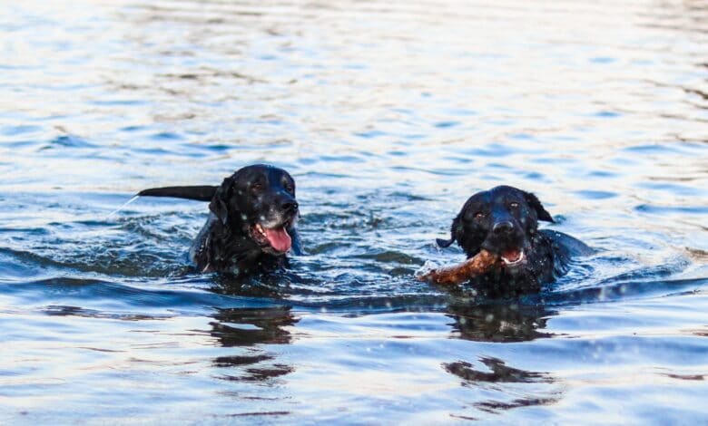 تدريب الكلب على السباحة
