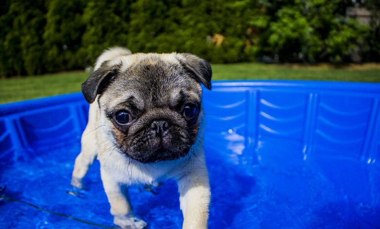 حوض سباحة الكلب