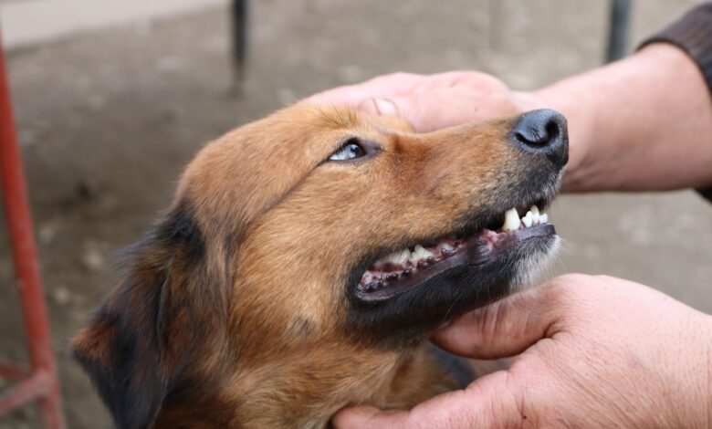 مشاكل الأسنان عند الكلاب