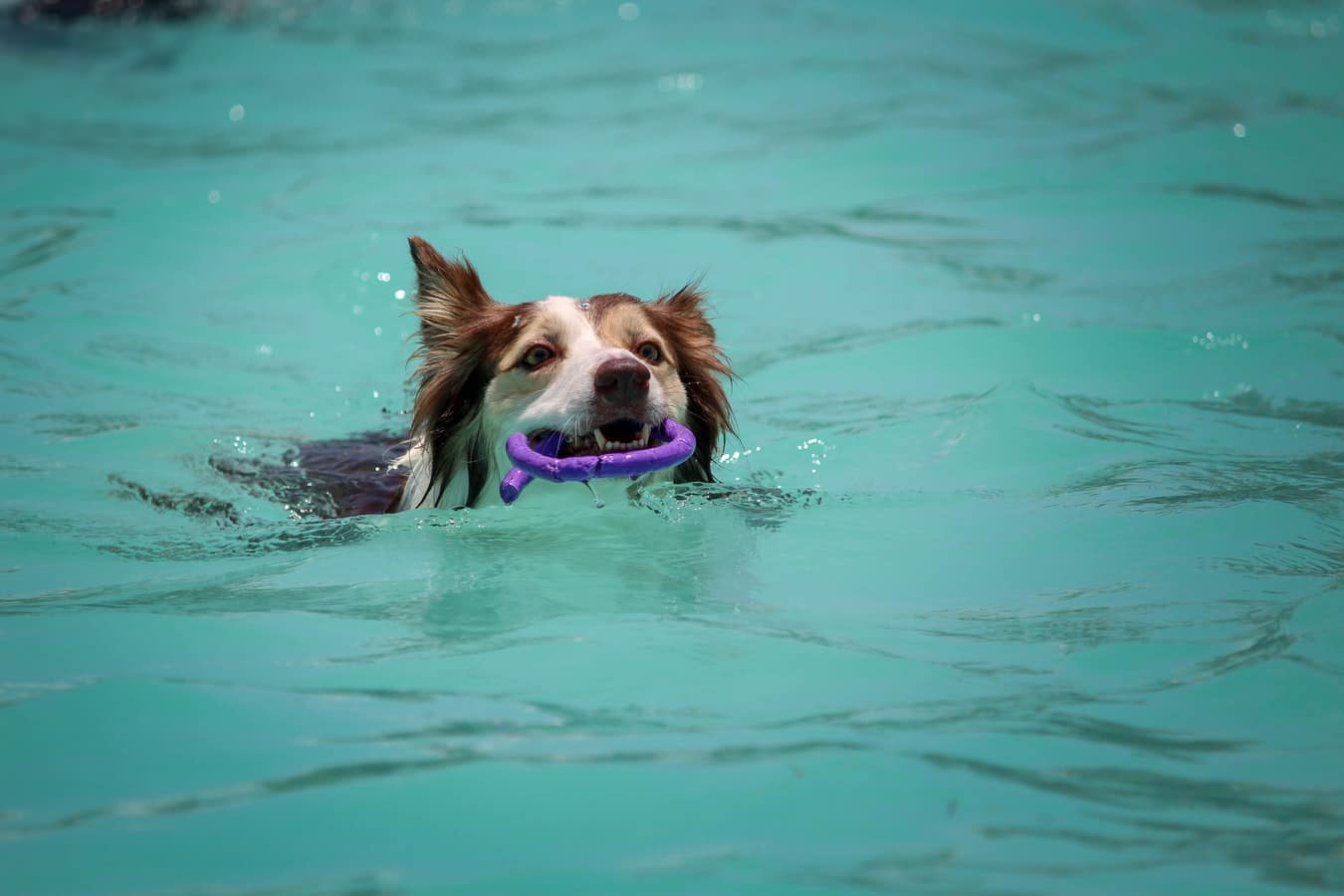 تسبح الكلاب لأنها تحب متعة الغطس