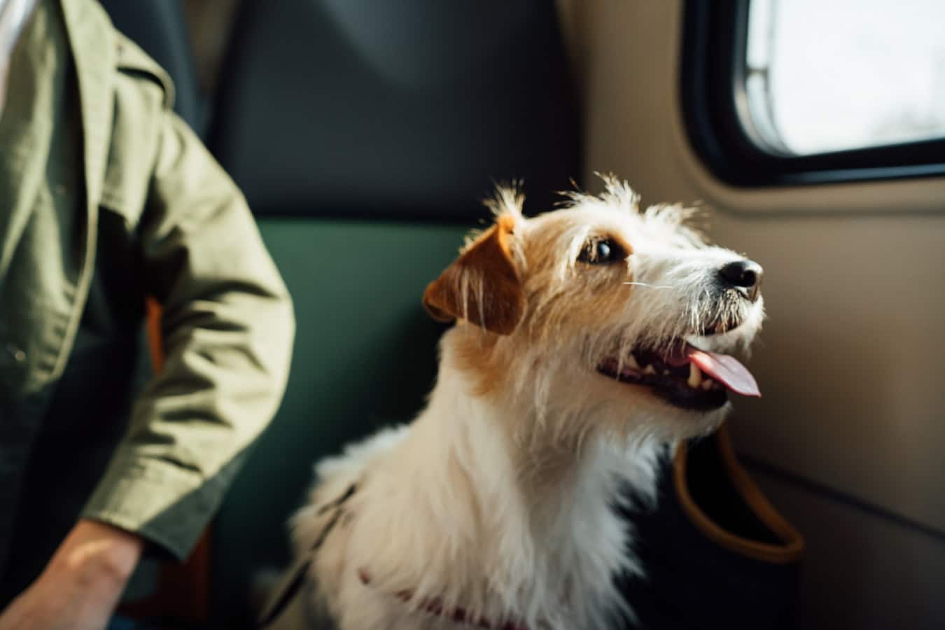 كلب مسافر في القطار