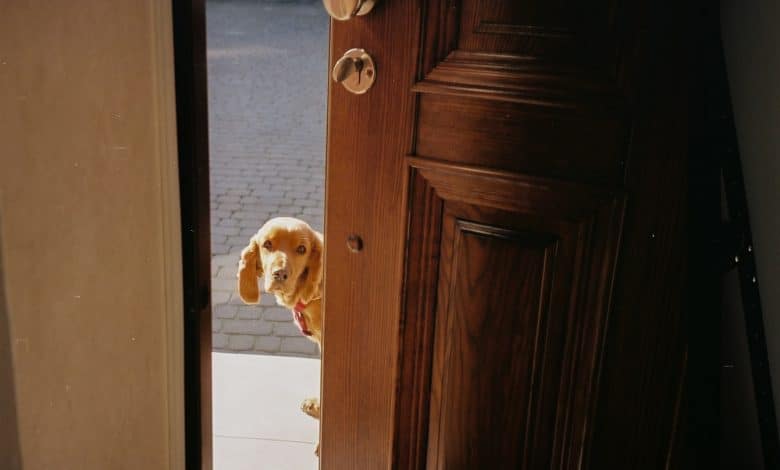 تدريب الكلب على فتح الباب وإغلاقه