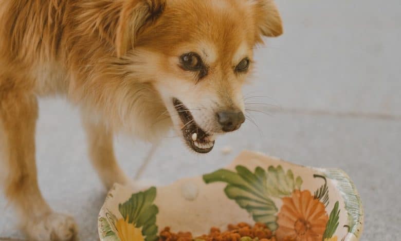 حساسية الطعام عند الكلاب