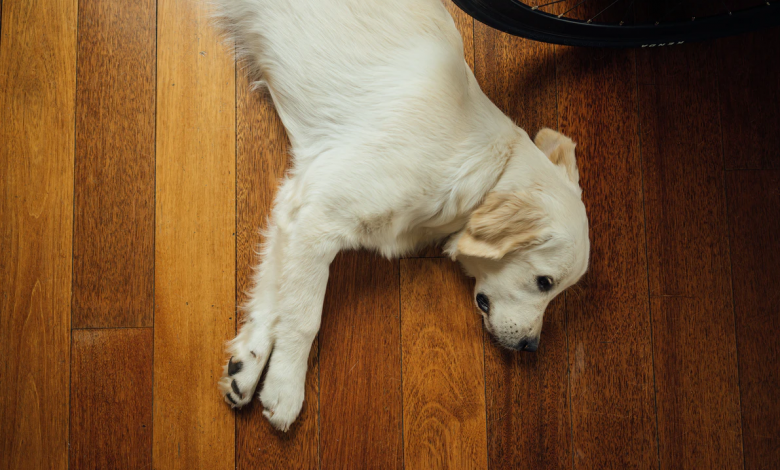 العلاج المنزلي للإسهال عند الكلاب