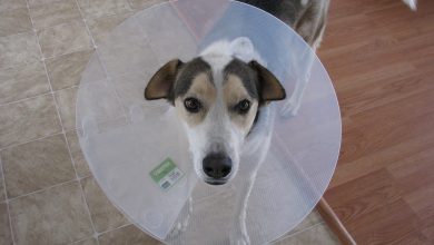 العلاج المنزلي لجرب الكلاب